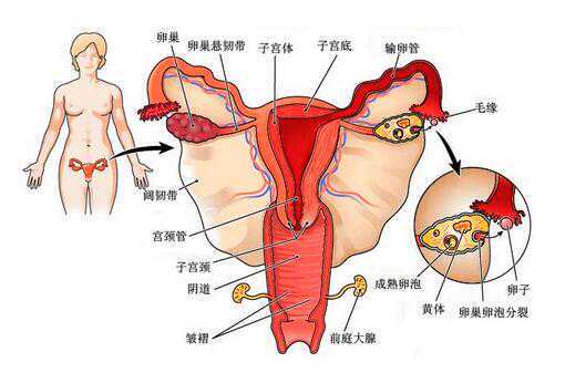 香港做试管婴儿推荐医院，大约多少钱！